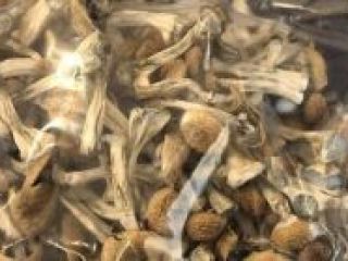 Uprawiamy najlepsze grzyby i topowe produkty ekologiczne z gorąco