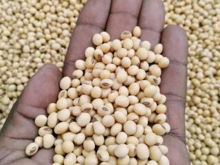Dostępne ziarna soi. Warunki płatności TT. Pochodzenie: Tanzania Uprzejmie
