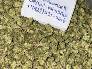 MARIHUANA NAJWYŻSZEJ JAKOŚCI DLA WSZYSTKICH PACJENTÓW Z RAKIEM I