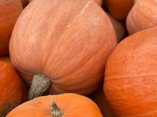 Sprzedam dynię olbrzymią. Waga ok 20kg.