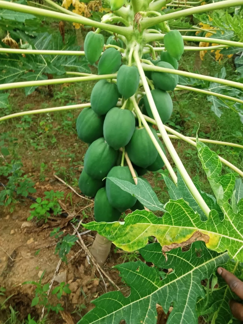 Papaja to
