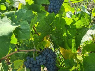 Dzień dobry. Sprzedam winogrona.Wysokiej jakości winorośl na wino. Sprzedaję