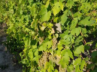 Włoskie winogrona Riesling 2-3 tony. Proszę o wiadomość do