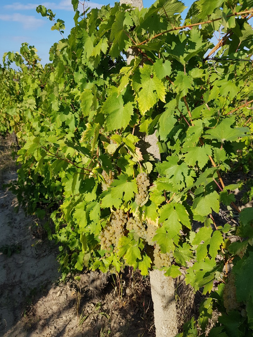 Włoskie winogrona Riesling 2-3 tony