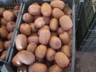 Sprzedaż hurtowa kiwi klasy 1. Bezpośrednio od producenta Z