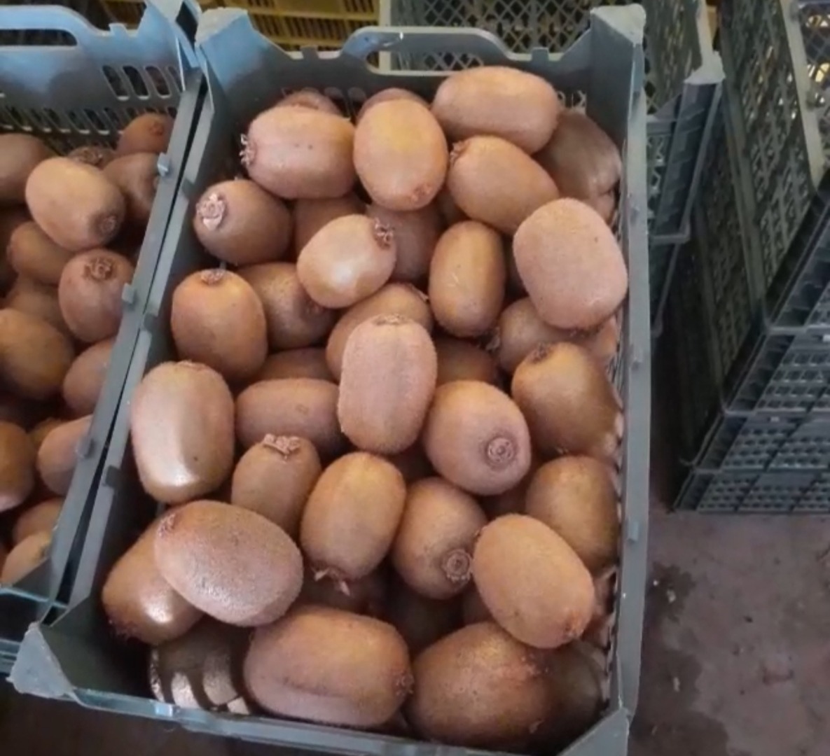 Sprzedaż hurtowa kiwi klasy 1