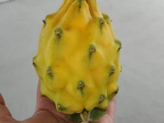 Pitahaya amarilla y roja de exportación calidad premium certificados