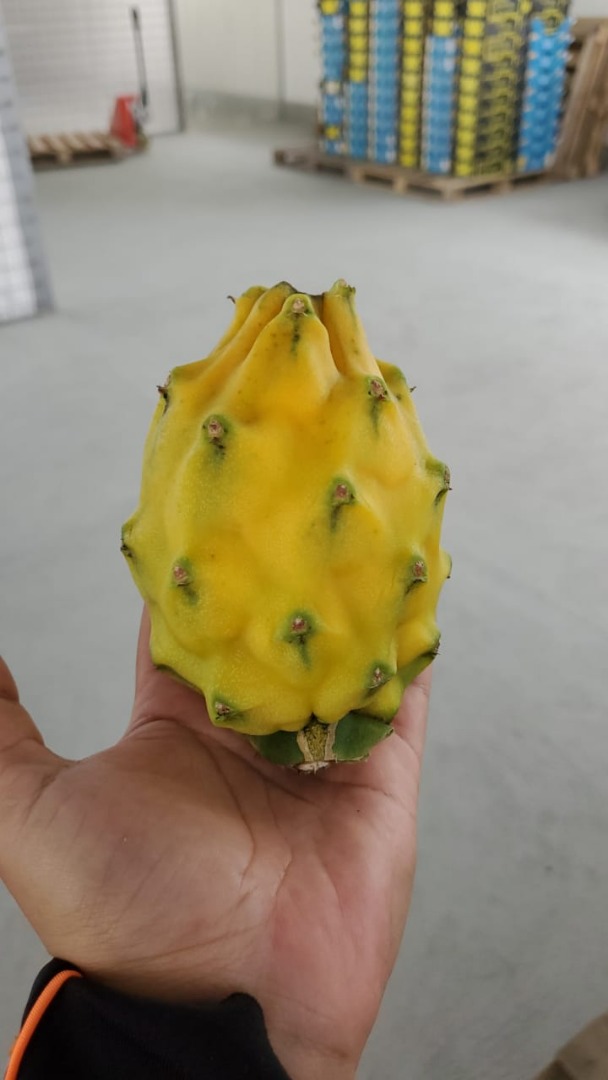 Pitahaya amarilla y roja de exportación calidad premium certificados para UE USA Canadá y otros países