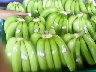 Banano o plátano de exportación calidad premium certificados para