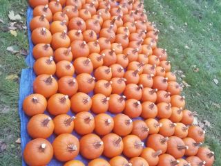 Sprzedam duże ilości Dyni kaliber 1-12kg. Halloween oraz jadalna.