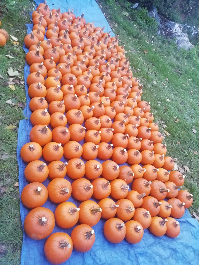 Sprzedam duże ilości Dyni kaliber 1-12kg