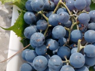 Sprzedam ciemne winogrona z własnej działki. Świetnie nadają się