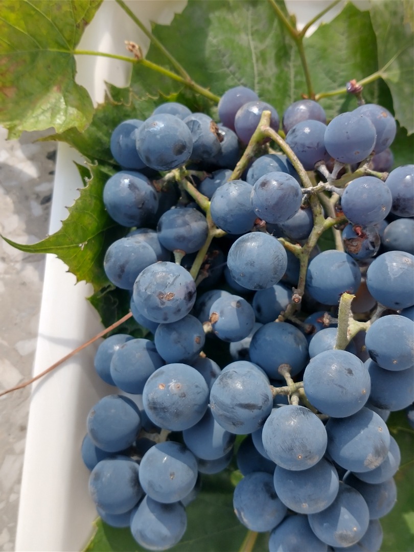 Sprzedam ciemne winogrona z własnej działki