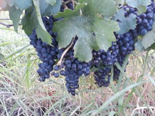 Winogrona na wino Merlot rok w ilości 4,5t to