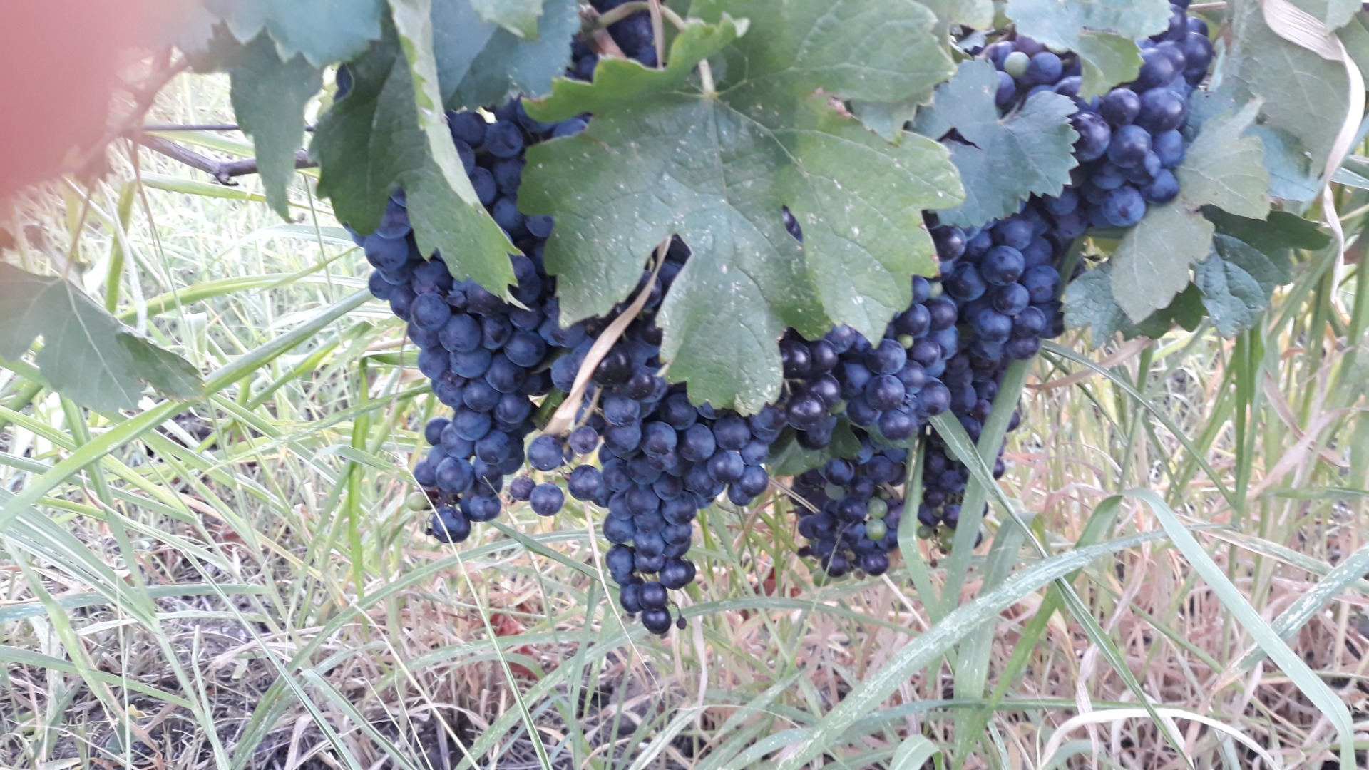 Winogrona na wino Merlot rok w ilości 4,5t to bardzo piękne winogrona o wyjątkowej jakości nr