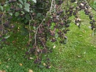 Aronia z mojego ogrodu,na własne potrzeby. Nie pryskana. Posiadam