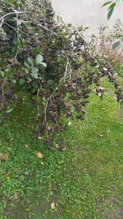Aronia z mojego ogrodu,na własne potrzeby
