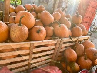 Dynia do rzeźbienia na Halloween! Nadal mamy bardzo piękne