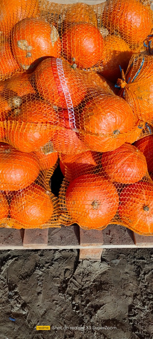 Dynia Hokkaido bez nawozu bez oprysków ilość 15ton