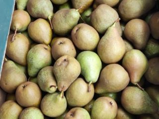 Sprzedam gruszki w dużych ilościach