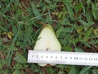 Posiadamy w sprzedaży Jabłka kilka fartuchów 100 ton do