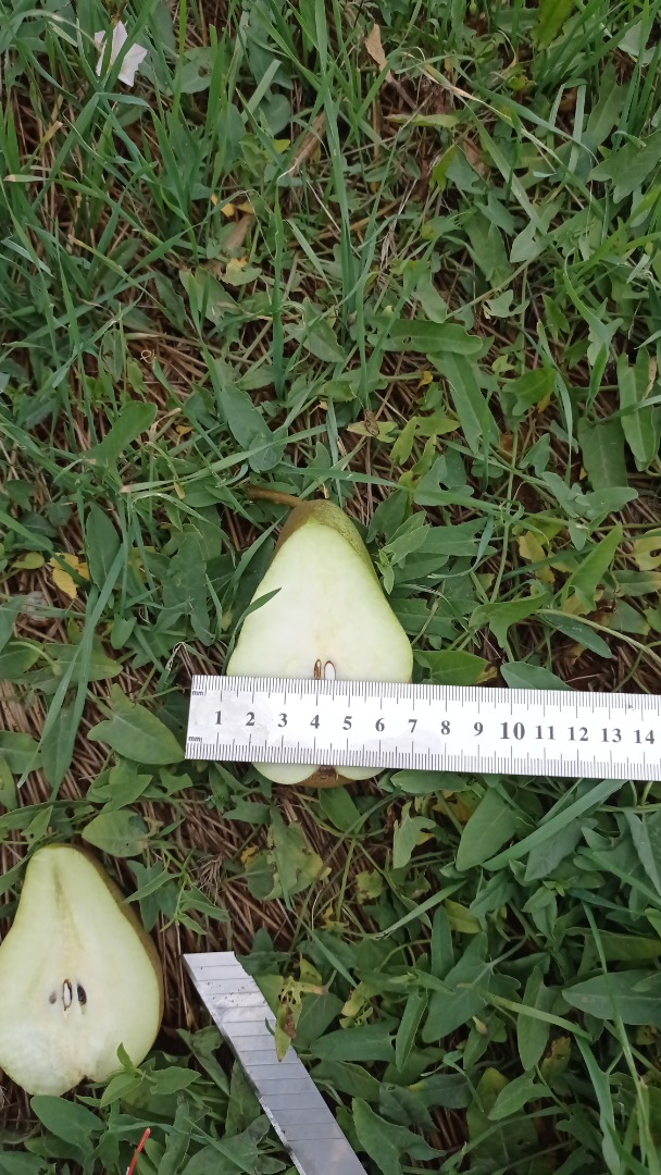 Posiadamy w sprzedaży Jabłka kilka fartuchów 100 ton do 1000 ton Gruszki 100 ton Śliwki 50 ton Wszelkie pytania pod nr Watap
