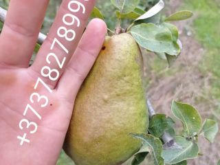 Mere Père Prune