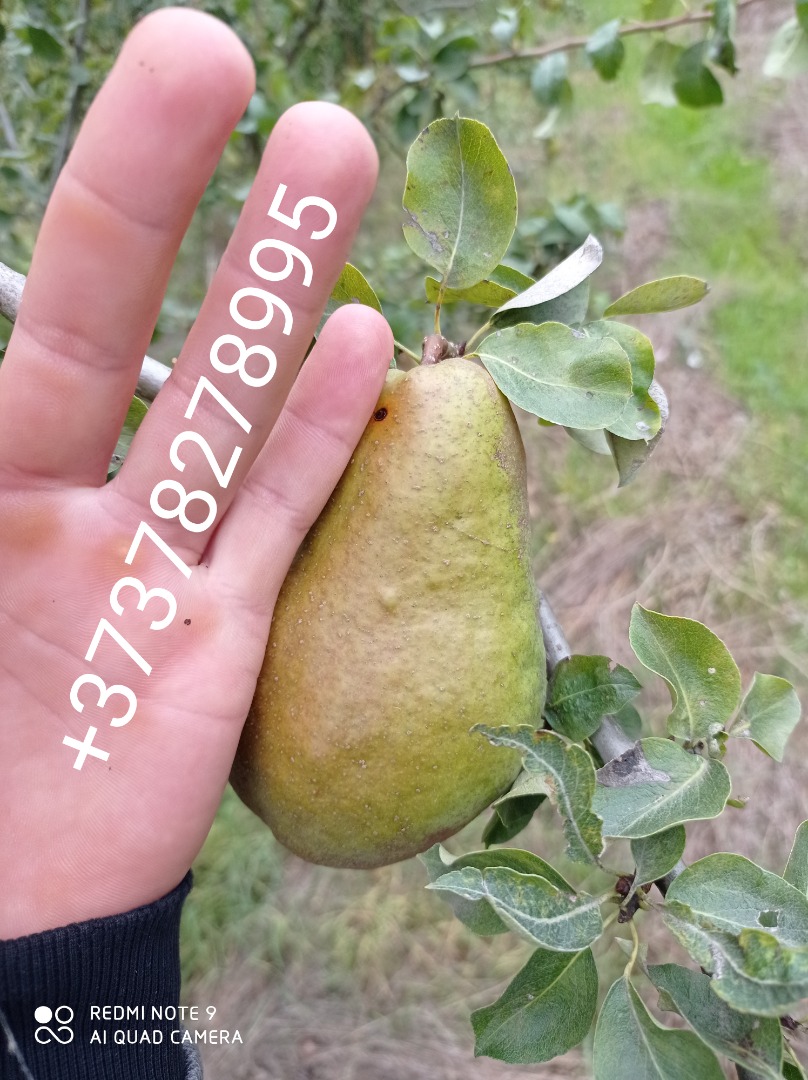 Mere Père Prune