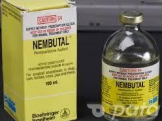 Kup Nembutal Pentobarbital Sodium Wszystkie formy Nembutalu zawierają; zadzwoń