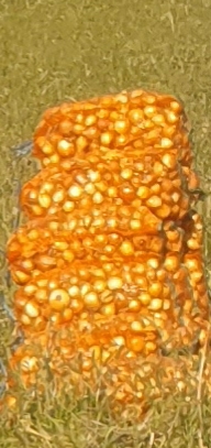 Cebula nasienna