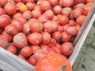 Sprzedam Dynię Hokkaido ekologiczną, Mały kaliber - do 0,5
