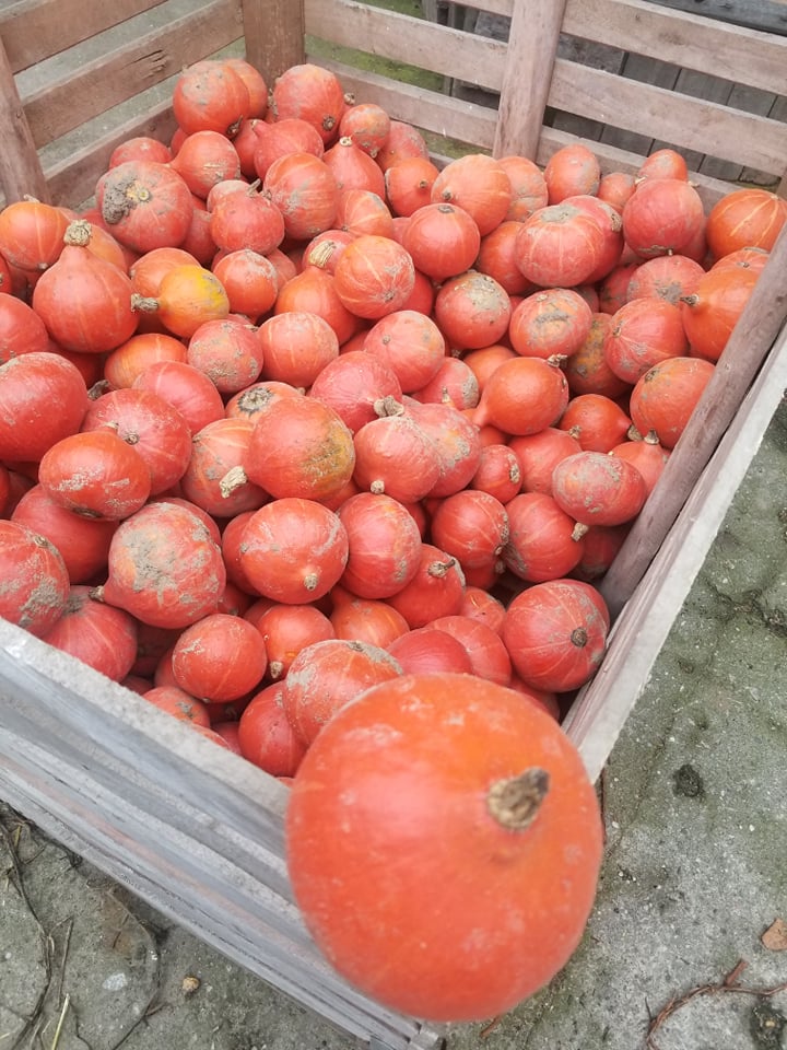 Sprzedam Dynię Hokkaido ekologiczną, Mały kaliber - do 0,5 kg