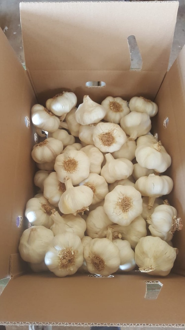 Jesteśmy producentem i eksporterem czosnku i cebuli z siedzibą w Almansa, Albacete (Hiszpania)