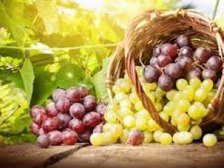 Sprzedam następujące odmiany winogron, idealne do produkcji wina i