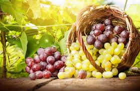 Sprzedam następujące odmiany winogron, idealne do produkcji wina i moszczu w tym okresie: => Chasselas (winogrona stołowe) => Riesling => Fetească Regală biały