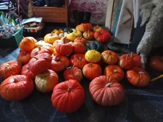Sprzedam dynię jadalną z własnego gospodarstwa w okresie konwersji.