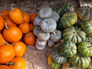 Sprzedam dynie - kilka odmian. Dynie typu Halloween, francuskie,