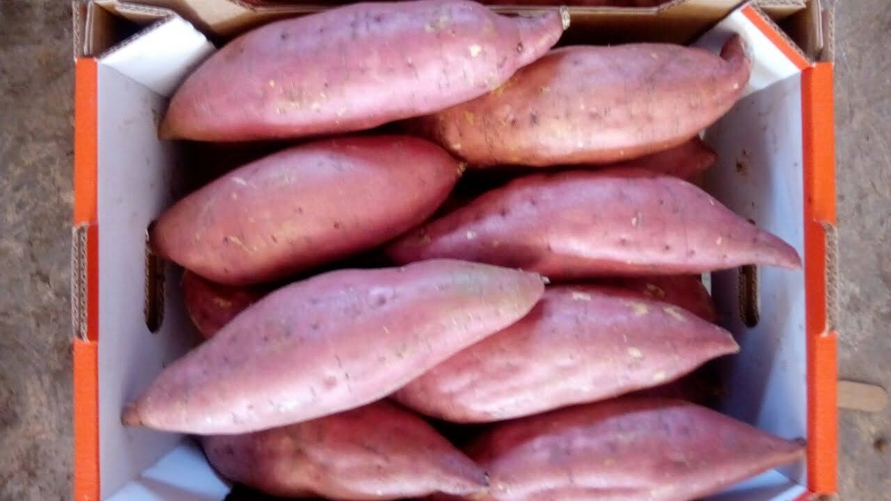 Słodki ziemniak z miąższem pomarańczowym