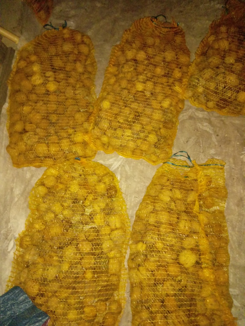 Sprzedam orzechy włoskie Jacki duży 60 kg i mały po 2 zł