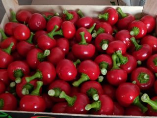 Cherry pepper for antipasti. Contact e-mail or SMS in