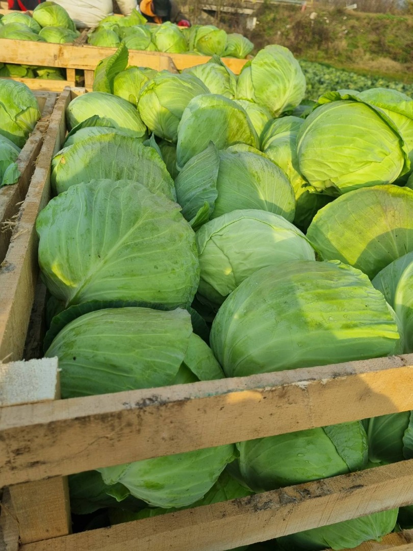 Brokuły, produkt z Serbii