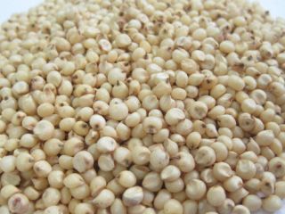 Sorgo to rodzaj jednorocznych i wieloletnich roślin zielnych z