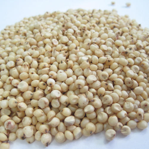 Sorgo to rodzaj jednorocznych i wieloletnich roślin zielnych z rodziny zbóż lub bluegrass