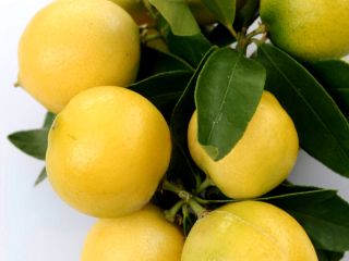 Słodka cytryna, zwana też limonką, śródziemnomorska limonka, słodka limonkowa