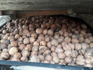 Sprzedam orzechy włoskie po 2.50 zł za kg
