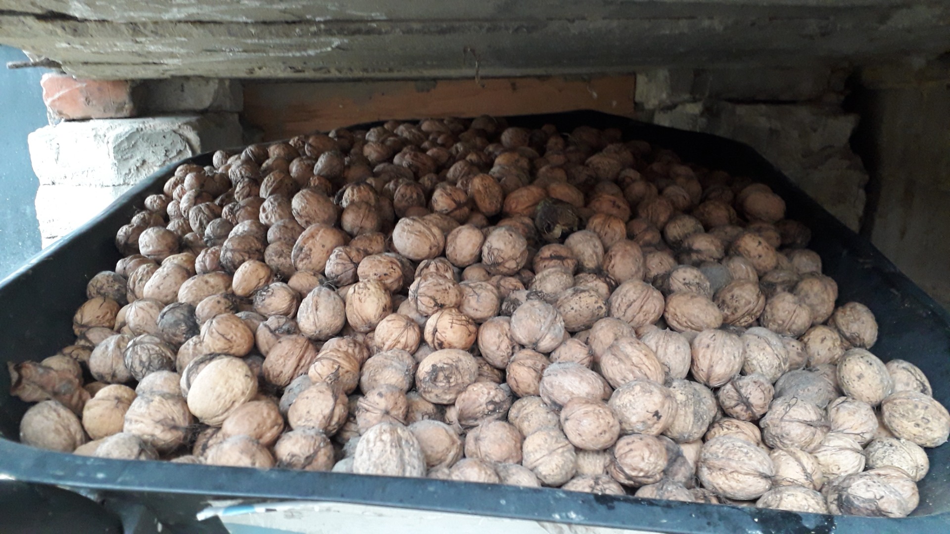 Sprzedam orzechy włoskie po 2.50 zł za kg