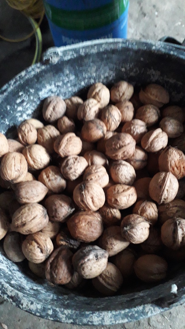Sprzedam orzechy włoskie cena 2.50 zł za 1 kg muj tel.to ...10 km od Ostrowca Św
