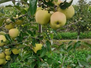 Sprzedam okolo 40t goldena. Rozmiar 65+