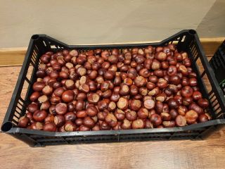 Witam, mam na sprzedaż ok. 100 kg kasztana zebranego