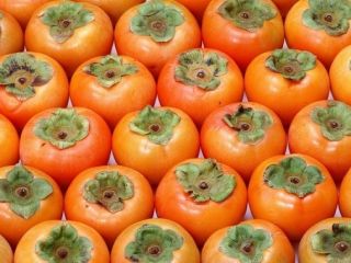 JAKOŚĆ Persimmon WSZYSTKIE INFORMACJE POD TELEFONEM I TELEGRAMY